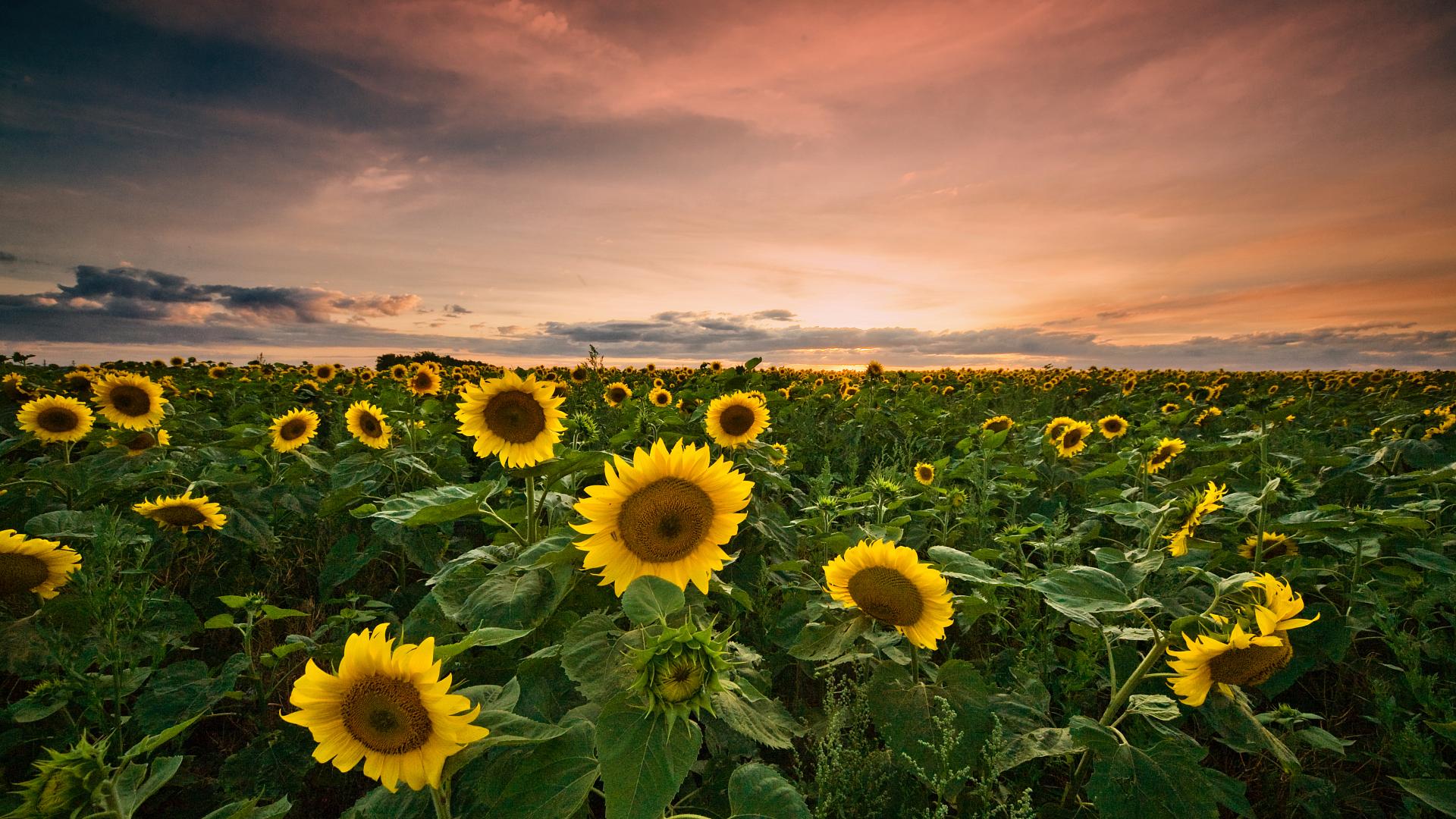 Le charme de l'Empordà