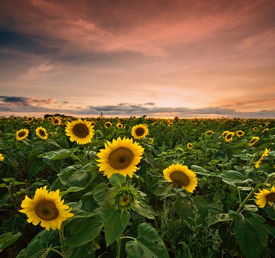 Le charme de l'Empordà